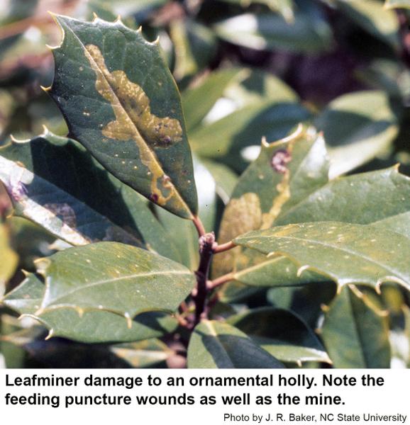 Hollies are damaged by feeding punctures and larval mines.